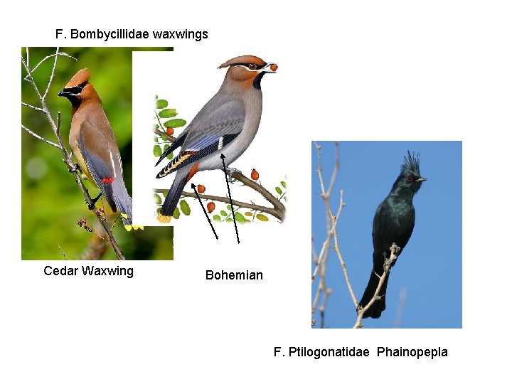 F. Bombycillidae waxwings Cedar Waxwing Bohemian F. Ptilogonatidae Phainopepla 