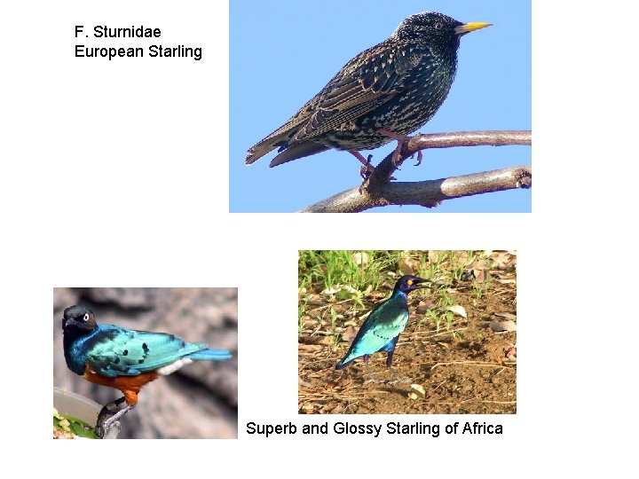 F. Sturnidae European Starling Superb and Glossy Starling of Africa 