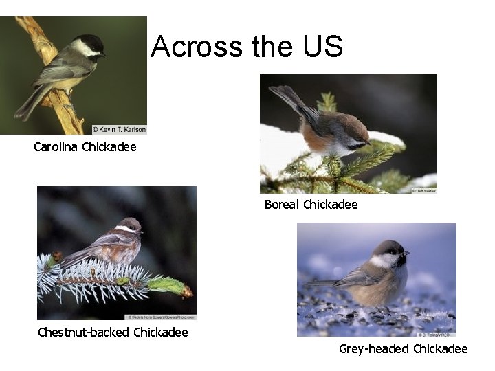 Across the US Carolina Chickadee Boreal Chickadee Chestnut-backed Chickadee Grey-headed Chickadee 