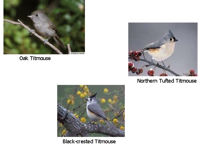 Oak Titmouse Northern Tufted Titmouse Black-crested Titmouse 