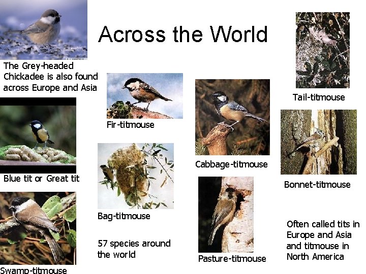 Across the World The Grey-headed Chickadee is also found across Europe and Asia Tail-titmouse