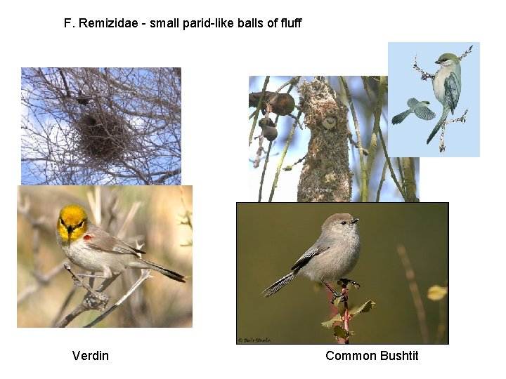 F. Remizidae - small parid-like balls of fluff Verdin Common Bushtit 