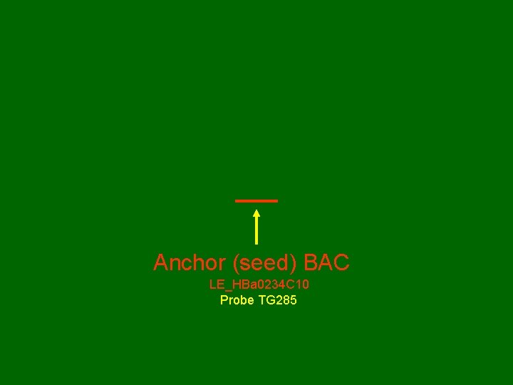 Anchor (seed) BAC LE_HBa 0234 C 10 Probe TG 285 