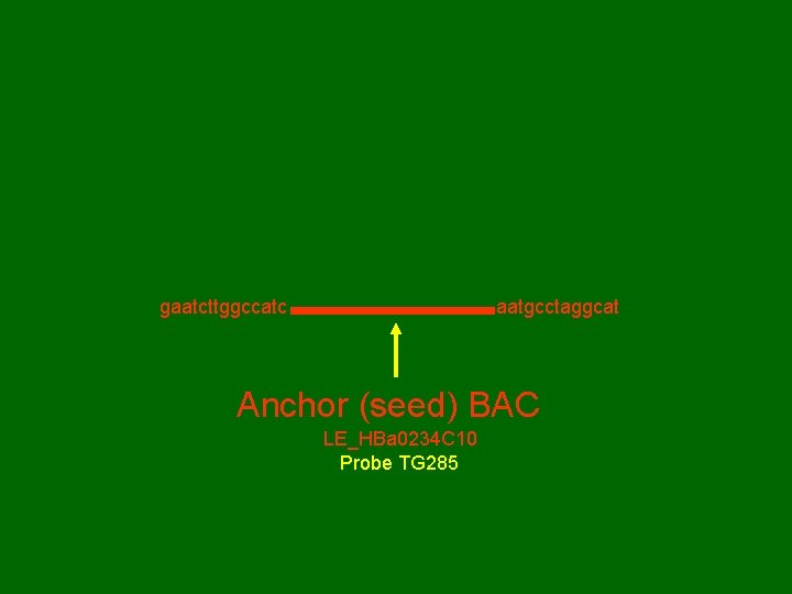 gaatcttggccatc aatgcctaggcat Anchor (seed) BAC LE_HBa 0234 C 10 Probe TG 285 