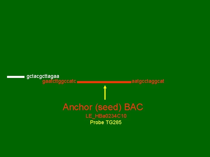 gctacgcttagaa gaatcttggccatc aatgcctaggcat Anchor (seed) BAC LE_HBa 0234 C 10 Probe TG 285 