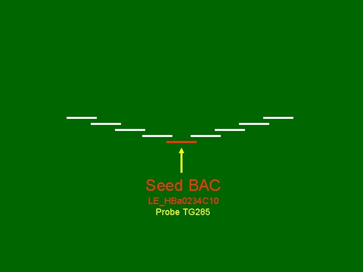 Seed BAC LE_HBa 0234 C 10 Probe TG 285 