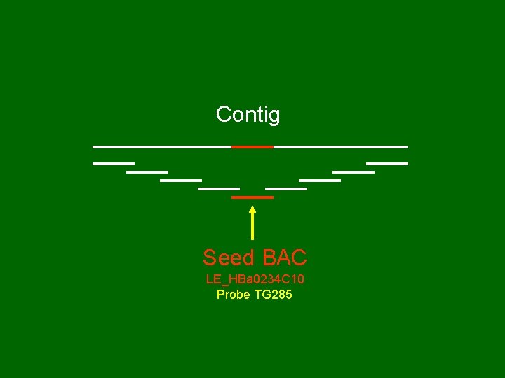 Contig Seed BAC LE_HBa 0234 C 10 Probe TG 285 