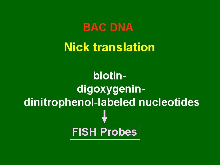 BAC DNA Nick translation biotindigoxygenindinitrophenol-labeled nucleotides FISH Probes 