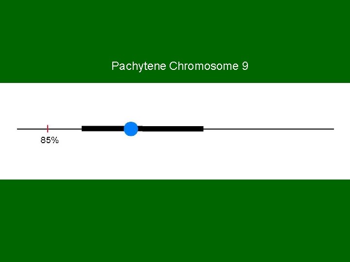 Pachytene Chromosome 9 