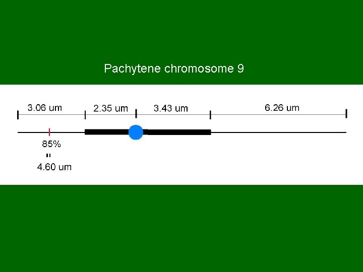 Pachytene chromosome 9 