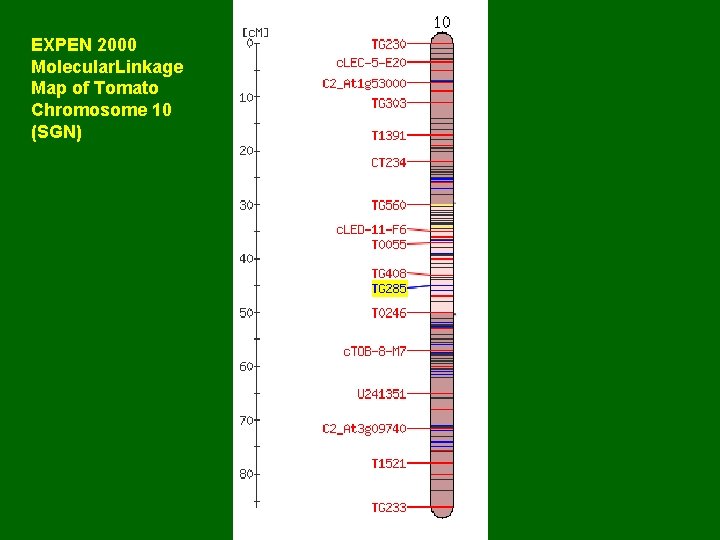 EXPEN 2000 Molecular. Linkage Map of Tomato Chromosome 10 (SGN) 