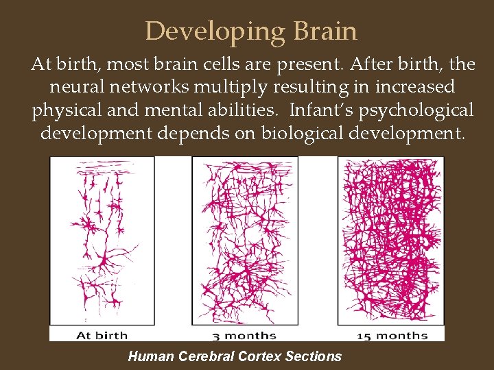 Developing Brain At birth, most brain cells are present. After birth, the neural networks