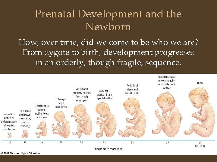 Prenatal Development and the Newborn How, over time, did we come to be who