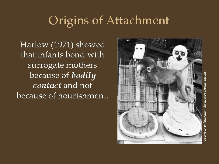 Origins of Attachment Harlow Primate Laboratory, University of Wisconsin Harlow (1971) showed that infants