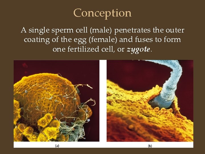 Conception A single sperm cell (male) penetrates the outer coating of the egg (female)
