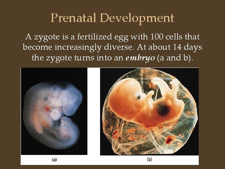 Prenatal Development A zygote is a fertilized egg with 100 cells that become increasingly