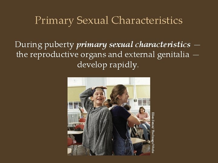 Primary Sexual Characteristics During puberty primary sexual characteristics — the reproductive organs and external