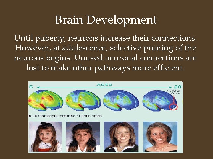 Brain Development Until puberty, neurons increase their connections. However, at adolescence, selective pruning of