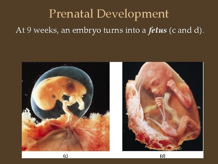 Prenatal Development At 9 weeks, an embryo turns into a fetus (c and d).