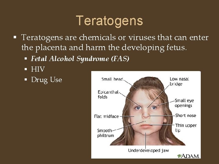 Teratogens § Teratogens are chemicals or viruses that can enter the placenta and harm