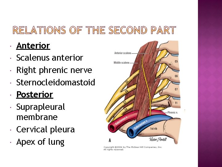  Anterior Scalenus anterior Right phrenic nerve Sternocleidomastoid Posterior Suprapleural membrane Cervical pleura Apex