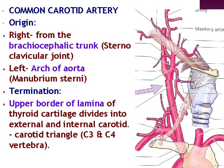  • • COMMON CAROTID ARTERY Origin: Right- from the brachiocephalic trunk (Sterno clavicular