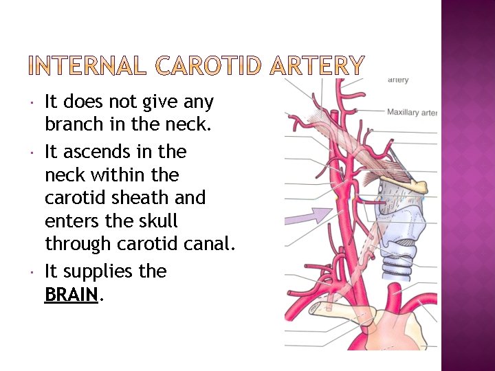  It does not give any branch in the neck. It ascends in the