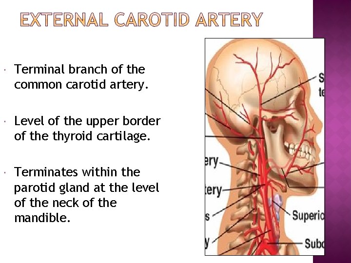  Terminal branch of the common carotid artery. Level of the upper border of