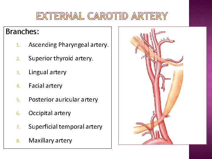 Branches: 1. Ascending Pharyngeal artery. 2. Superior thyroid artery. 3. Lingual artery 4. Facial