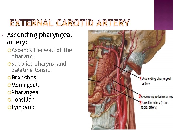  Ascending pharyngeal artery: Ascends the wall of the pharynx. Supplies pharynx and palatine