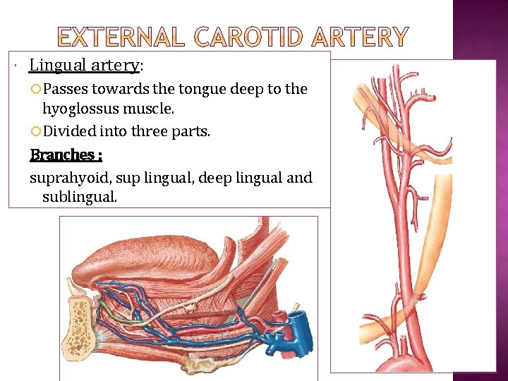  Lingual artery: Passes towards the tongue deep to the hyoglossus muscle. Divided into