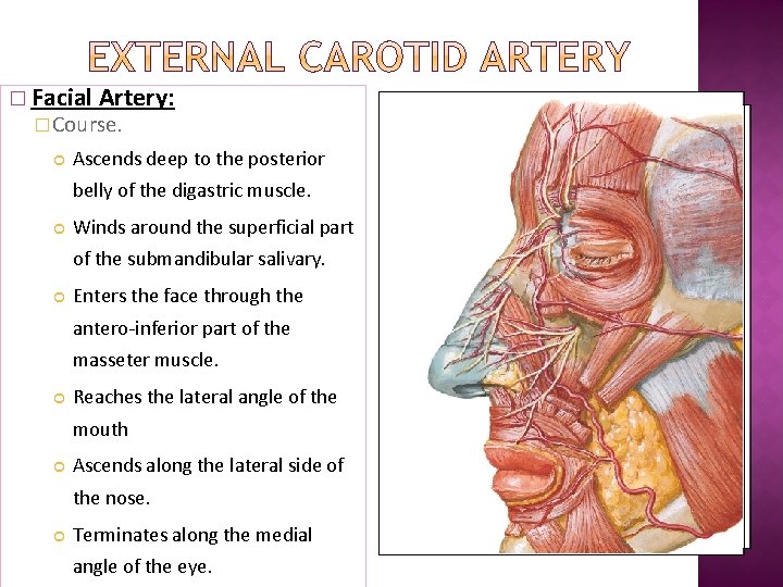 � Facial Artery: � Course. Ascends deep to the posterior belly of the digastric