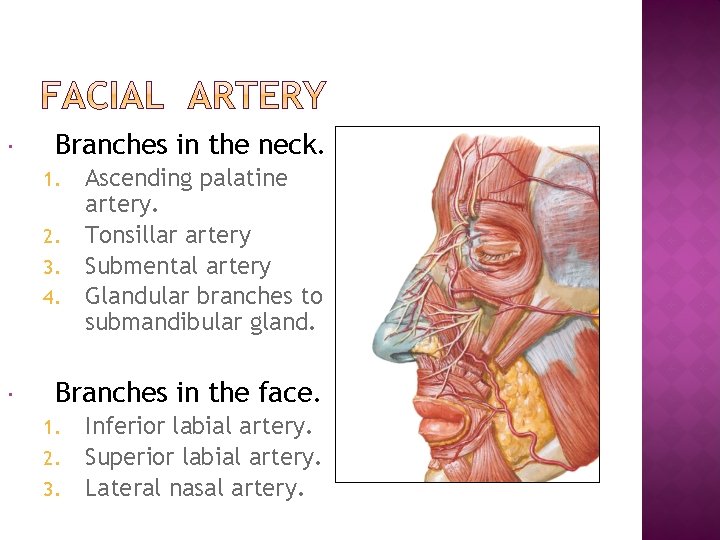  Branches in the neck. 1. 2. 3. 4. Ascending palatine artery. Tonsillar artery