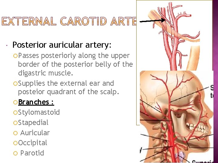  Posterior auricular artery: Passes posteriorly along the upper border of the posterior belly