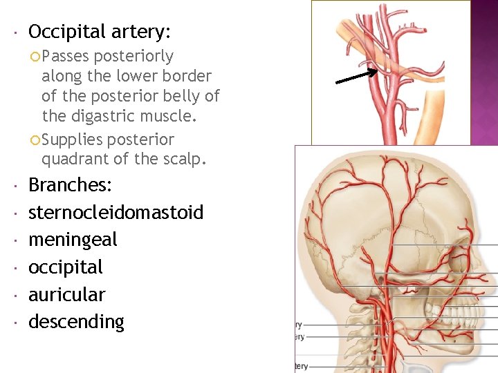  Occipital artery: Passes posteriorly along the lower border of the posterior belly of