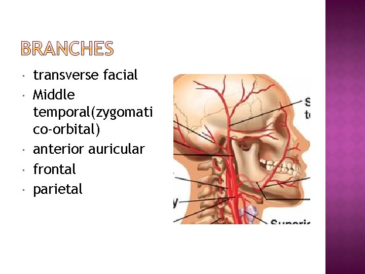  transverse facial Middle temporal(zygomati co-orbital) anterior auricular frontal parietal 