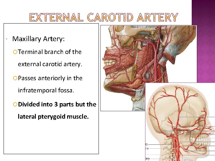  Maxillary Artery: Terminal branch of the external carotid artery. Passes anteriorly in the
