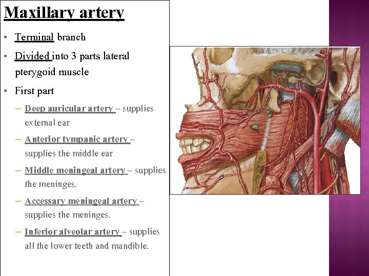 Maxillary artery • • • Terminal branch Divided into 3 parts lateral pterygoid muscle