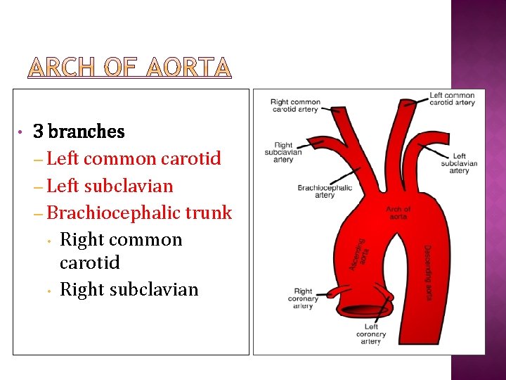  • 3 branches – Left common carotid – Left subclavian – Brachiocephalic trunk