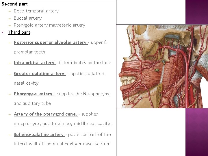 Second part • – Deep temporal artery – Buccal artery – Pterygoid artery masseteric