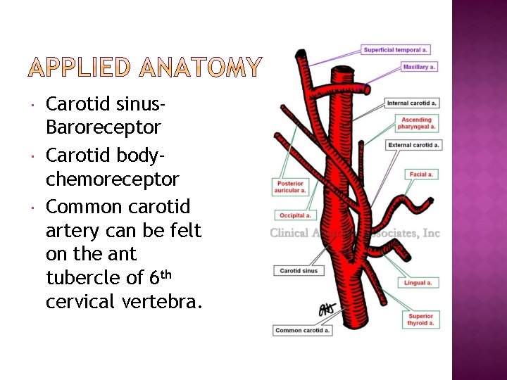  Carotid sinus. Baroreceptor Carotid bodychemoreceptor Common carotid artery can be felt on the