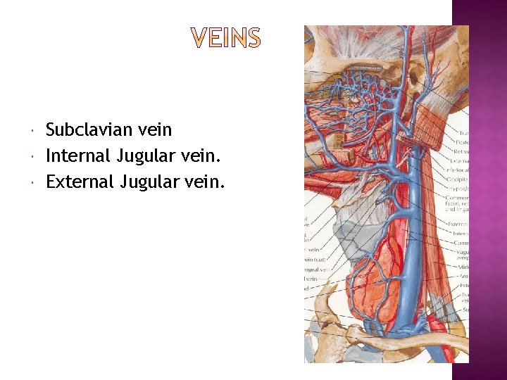  Subclavian vein Internal Jugular vein. External Jugular vein. 