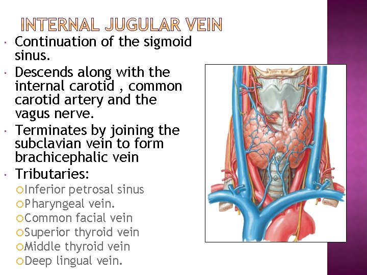  Continuation of the sigmoid sinus. Descends along with the internal carotid , common