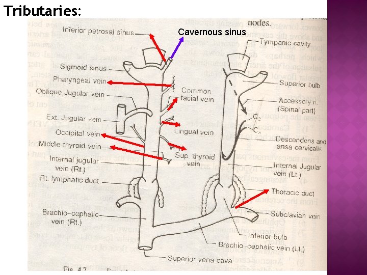 Tributaries: Cavernous sinus 