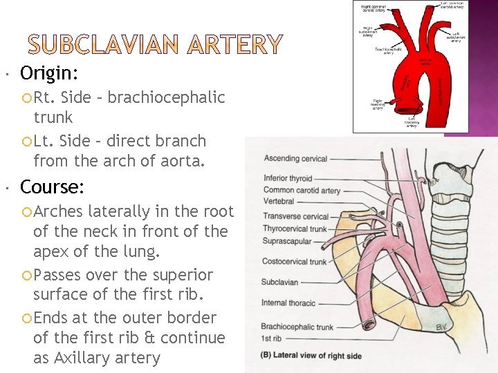  Origin: Rt. Side – brachiocephalic trunk Lt. Side – direct branch from the