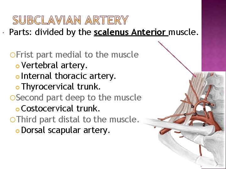  Parts: divided by the scalenus Anterior muscle. Frist part medial to the muscle