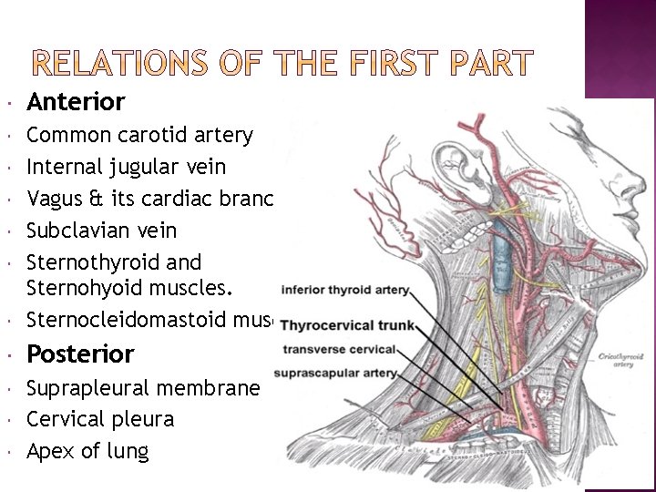  Anterior Common carotid artery Internal jugular vein Vagus & its cardiac branches Subclavian