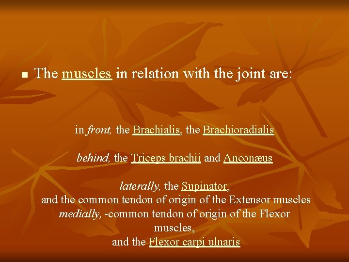 n The muscles in relation with the joint are: in front, the Brachialis, the
