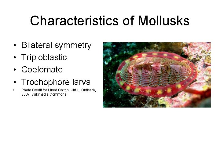 Characteristics of Mollusks • • Bilateral symmetry Triploblastic Coelomate Trochophore larva • Photo Credit