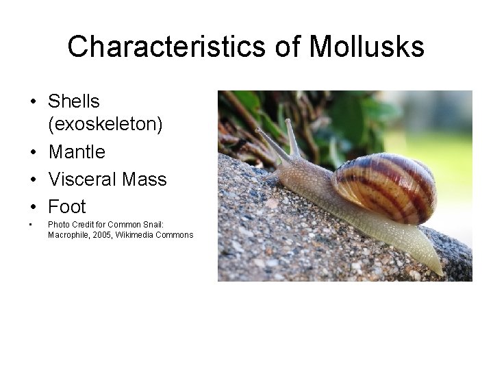 Characteristics of Mollusks • Shells (exoskeleton) • Mantle • Visceral Mass • Foot •